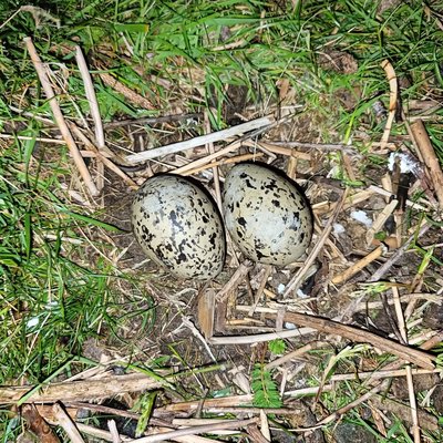🪺🌿🐣

Frühling auf Hallig Hooge:
Da kann man durchaus das ein oder andere Nest entdecken.

(Bitte die Nester nicht berühren.)

#hooge #immeranders #tourismus_service_hallig_hooge #nordsee #halligen #frühling