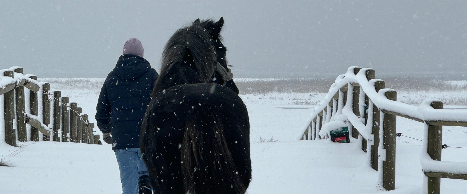 Pferd im Winter