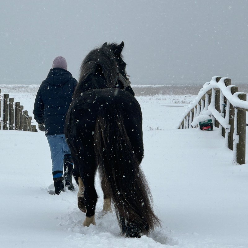 Pferd im Winter