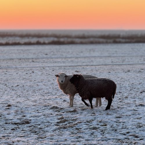 Schafe Winter