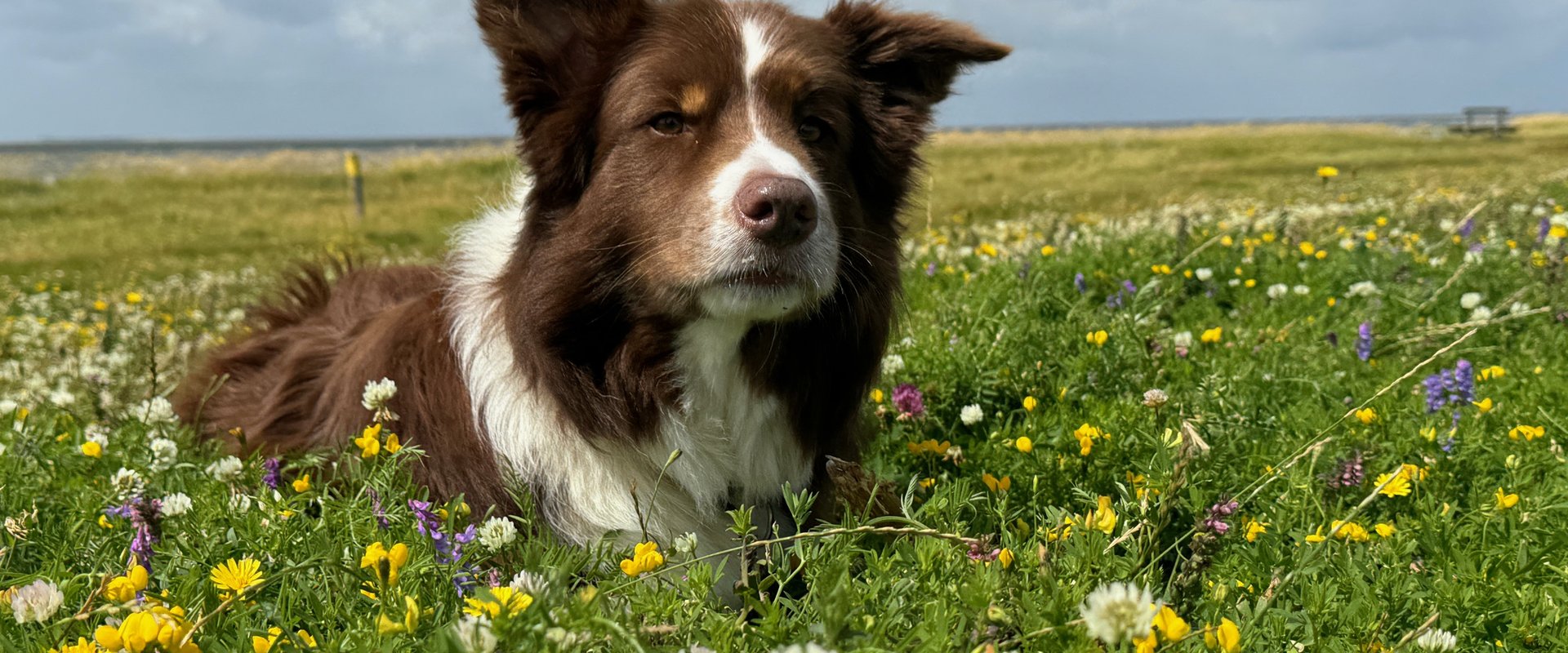 Urlaub mit Hund