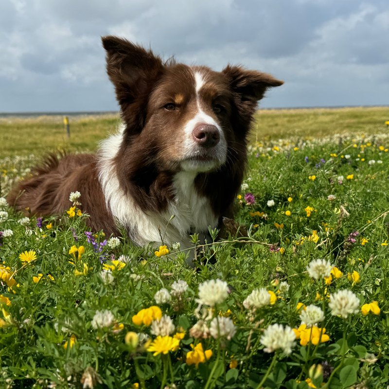 Urlaub mit Hund