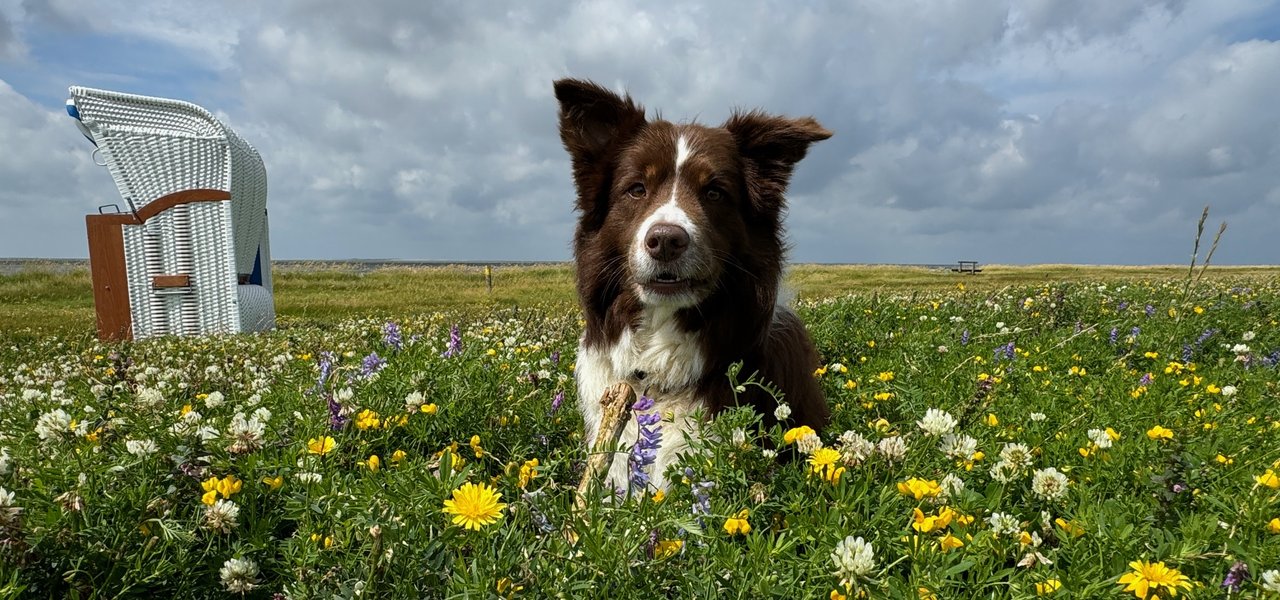 Urlaub mit Hund Strandkorb